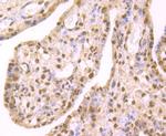 HP1 gamma Antibody in Immunohistochemistry (Paraffin) (IHC (P))