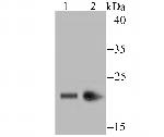 HP1 gamma Antibody in Western Blot (WB)