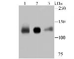 KIF11 Antibody in Western Blot (WB)