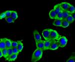 alpha Actinin 4 Antibody in Immunocytochemistry (ICC/IF)