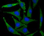 GluR2 Antibody in Immunocytochemistry (ICC/IF)