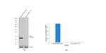 HPRT1 Antibody in Western Blot (WB)