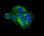 IFITM3 Antibody in Immunocytochemistry (ICC/IF)