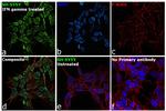 IFITM3 Antibody in Immunocytochemistry (ICC/IF)