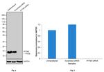 IFITM3 Antibody