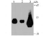 IFITM3 Antibody in Western Blot (WB)