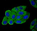 Hemopexin Antibody in Immunocytochemistry (ICC/IF)