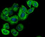 Hemopexin Antibody in Immunocytochemistry (ICC/IF)