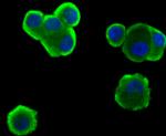 Hemopexin Antibody in Immunocytochemistry (ICC/IF)