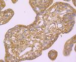 Hemopexin Antibody in Immunohistochemistry (Paraffin) (IHC (P))