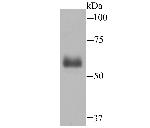 Hemopexin Antibody in Western Blot (WB)