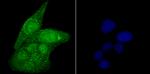 USP22 Antibody in Immunocytochemistry (ICC/IF)