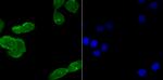 USP22 Antibody in Immunocytochemistry (ICC/IF)