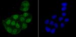 Histone Macro-H2A.1 Antibody in Immunocytochemistry (ICC/IF)