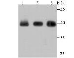 Histone Macro-H2A.1 Antibody in Western Blot (WB)