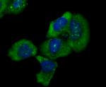 IKK epsilon Antibody in Immunocytochemistry (ICC/IF)