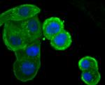 IKK epsilon Antibody in Immunocytochemistry (ICC/IF)