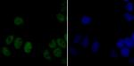 DDB1 Antibody in Immunocytochemistry (ICC/IF)