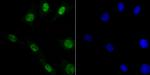 DDB1 Antibody in Immunocytochemistry (ICC/IF)