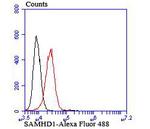 SAMHD1 Antibody in Flow Cytometry (Flow)