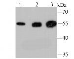 LOX Antibody in Western Blot (WB)