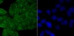 Drosha Antibody in Immunocytochemistry (ICC/IF)