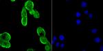 Drosha Antibody in Immunocytochemistry (ICC/IF)