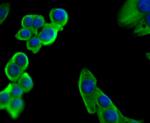 Staufen Antibody in Immunocytochemistry (ICC/IF)