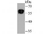 Staufen Antibody in Western Blot (WB)