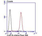 Zap-70 Antibody in Flow Cytometry (Flow)