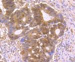 p23 Antibody in Immunohistochemistry (Paraffin) (IHC (P))