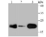 p23 Antibody in Western Blot (WB)