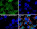 GPX4 Antibody in Immunocytochemistry (ICC/IF)