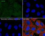 GPX4 Antibody in Immunocytochemistry (ICC/IF)