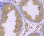 GPX4 Antibody in Immunohistochemistry (Paraffin) (IHC (P))