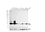 GPX4 Antibody