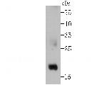 GPX4 Antibody in Western Blot (WB)