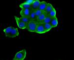 TPT1 Antibody in Immunocytochemistry (ICC/IF)