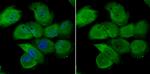 Nuclear Matrix Protein p84 Antibody in Immunocytochemistry (ICC/IF)