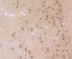 Nuclear Matrix Protein p84 Antibody in Immunohistochemistry (Paraffin) (IHC (P))