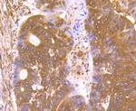 Nuclear Matrix Protein p84 Antibody in Immunohistochemistry (Paraffin) (IHC (P))