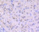 Nuclear Matrix Protein p84 Antibody in Immunohistochemistry (Paraffin) (IHC (P))