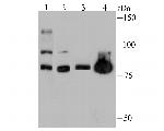 Nuclear Matrix Protein p84 Antibody in Western Blot (WB)