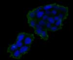 TIM-3 Antibody in Immunocytochemistry (ICC/IF)