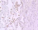 TIM-3 Antibody in Immunohistochemistry (Paraffin) (IHC (P))