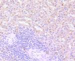 TIM-3 Antibody in Immunohistochemistry (Paraffin) (IHC (P))