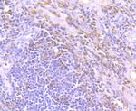 TIM-3 Antibody in Immunohistochemistry (Paraffin) (IHC (P))