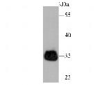 TIM-3 Antibody in Western Blot (WB)