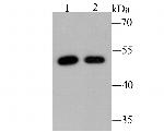 PCSK9 Antibody in Western Blot (WB)