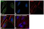 B-Raf Antibody in Immunocytochemistry (ICC/IF)